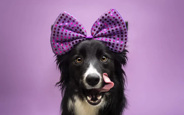 stare bow (Clothing) dog Animal border collie HD Desktop Wallpaper | Background Image
