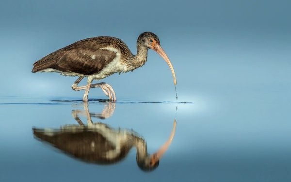 Animal Ibis Birds Ibises Bird Reflection HD Wallpaper | Background Image