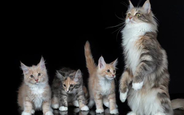 HD desktop wallpaper featuring a group of Maine Coon kittens and an adult cat against a black background, showcasing their fluffy fur and attentive expressions.
