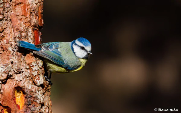 HD PC desktop wallpaper featuring a vibrant titmouse perched on the side of a tree trunk against a blurred dark background.