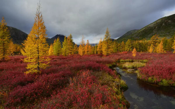 2K Quad HD PC desktop wallpaper and background: fall nature landscape with golden larch trees and red tundra beside a winding stream under moody clouds.