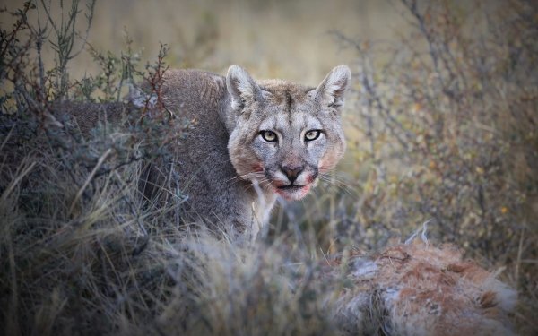 Animal Cougar Cats HD Wallpaper | Background Image