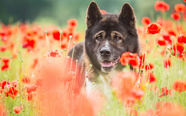 summer red flower flower poppy dog Animal akita HD Desktop Wallpaper | Background Image