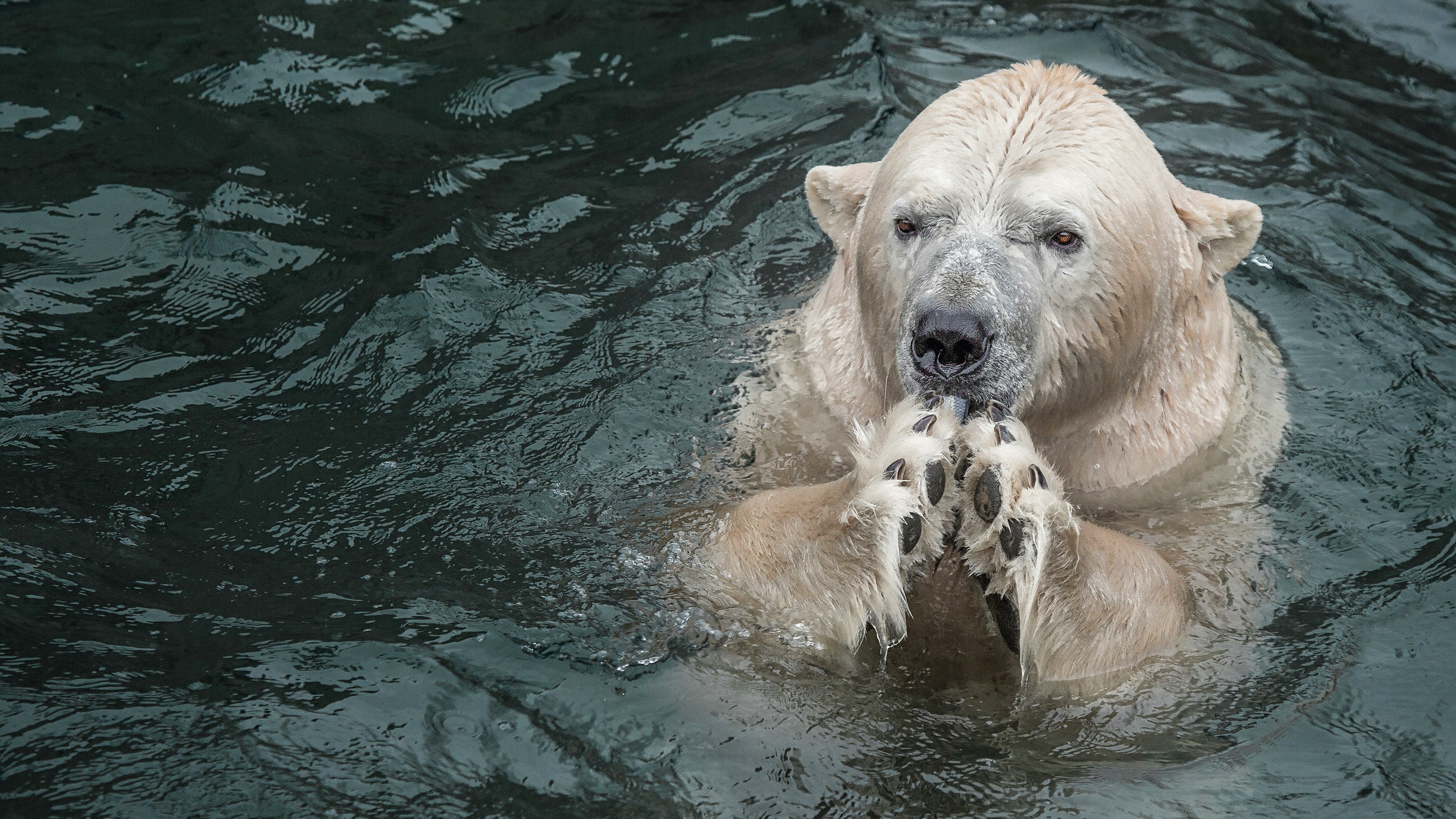 Animal Polar Bear HD Wallpaper