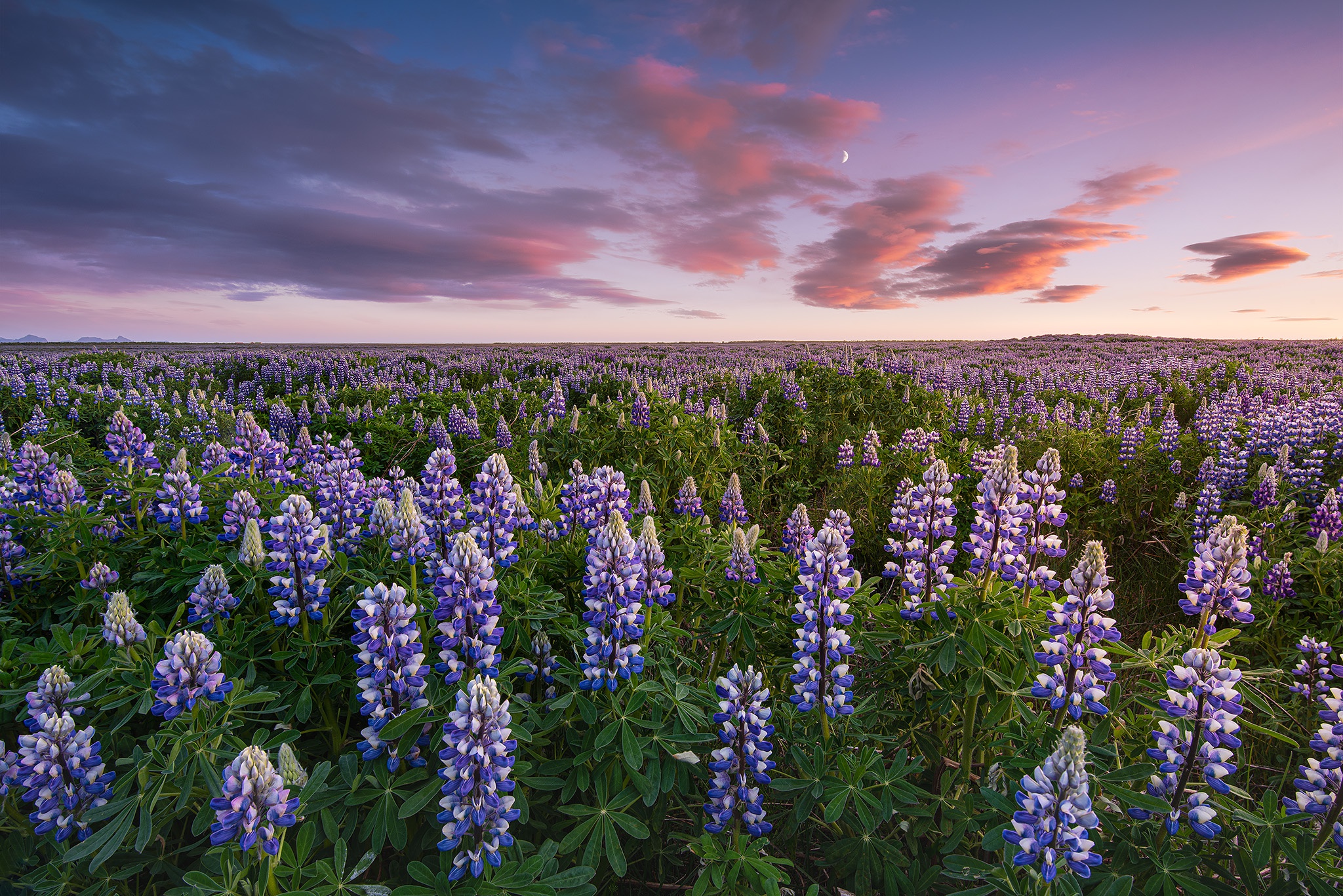 lupine field - lupine fields in maine