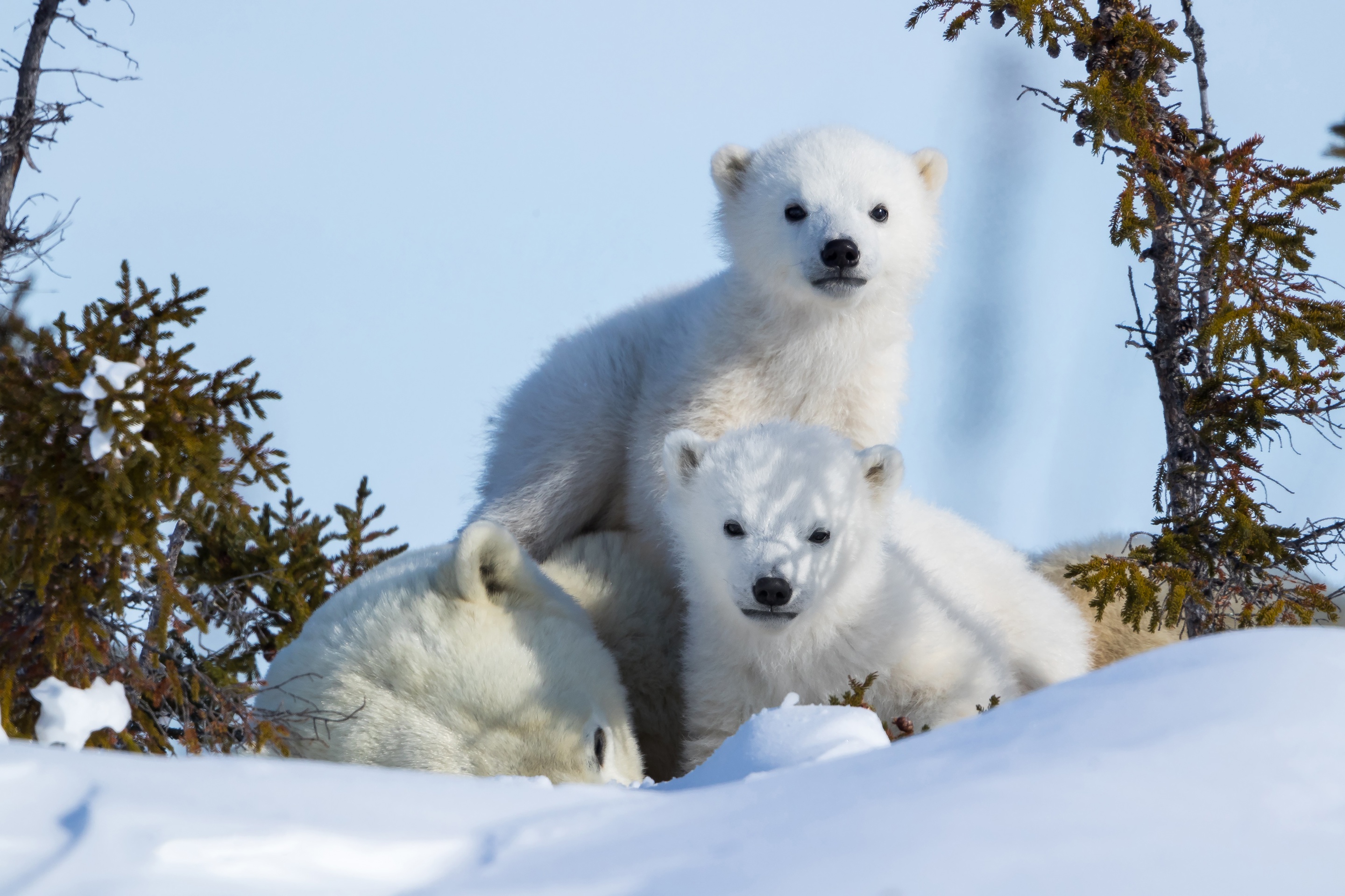 Дикая природа белого медведя. Белые медведи на Кольском полуострове. Белый Медведвежонок. Полярные животные. Белый медведь с медвежатами.