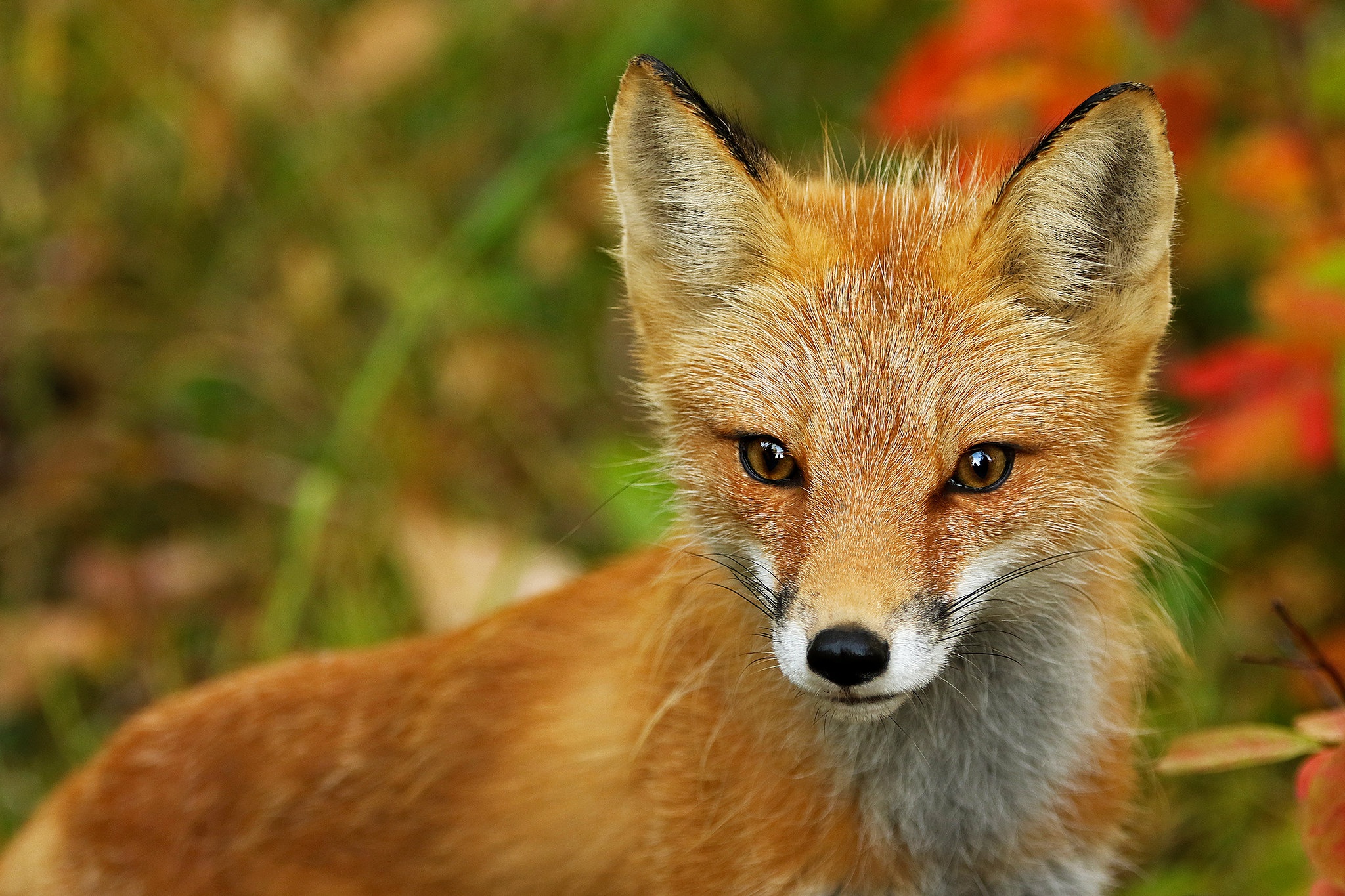 Download Animal Fox HD Wallpaper