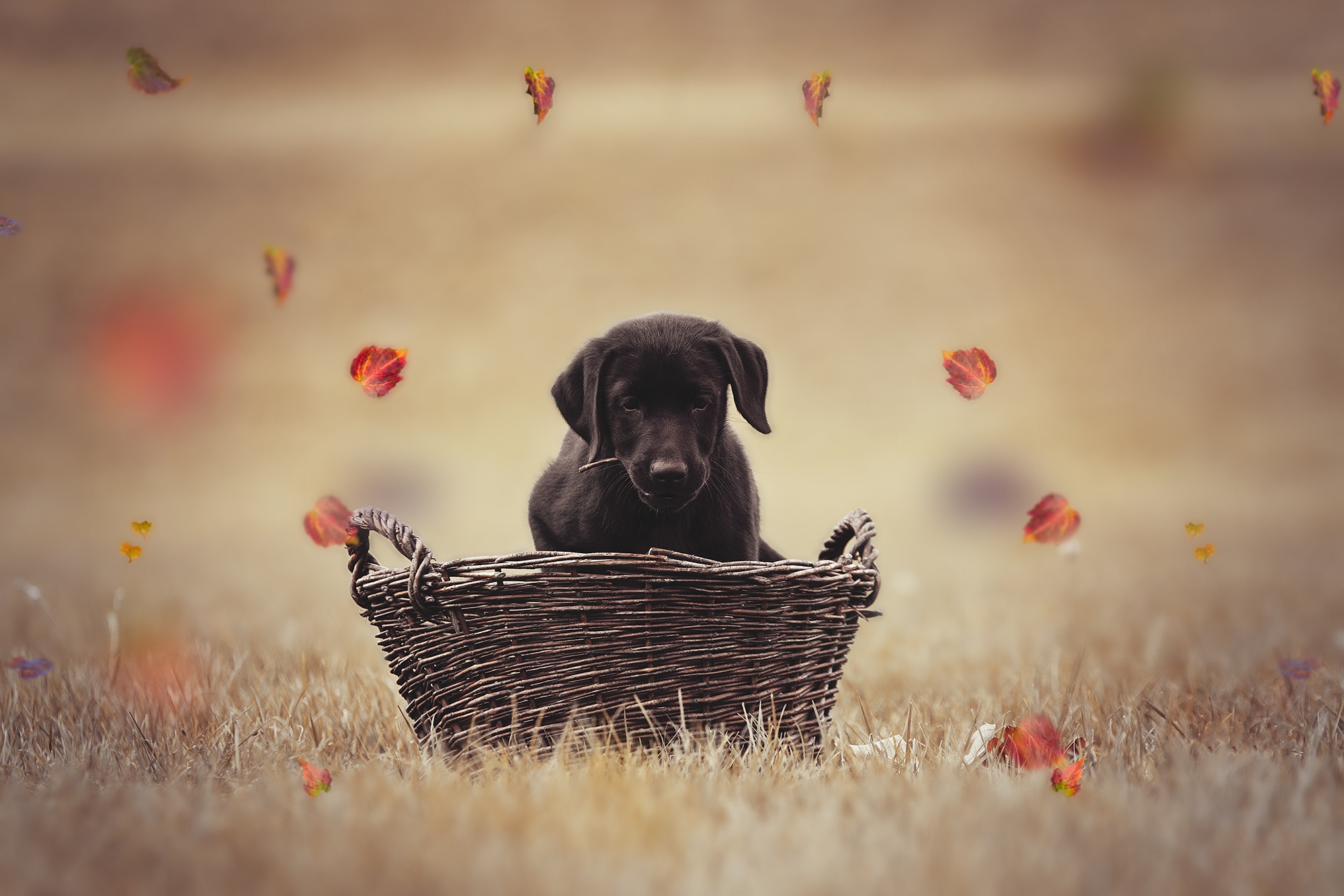 Köpek yavrusu HD Duvar kağıdı Arka plan 2000x1333 ID1066746