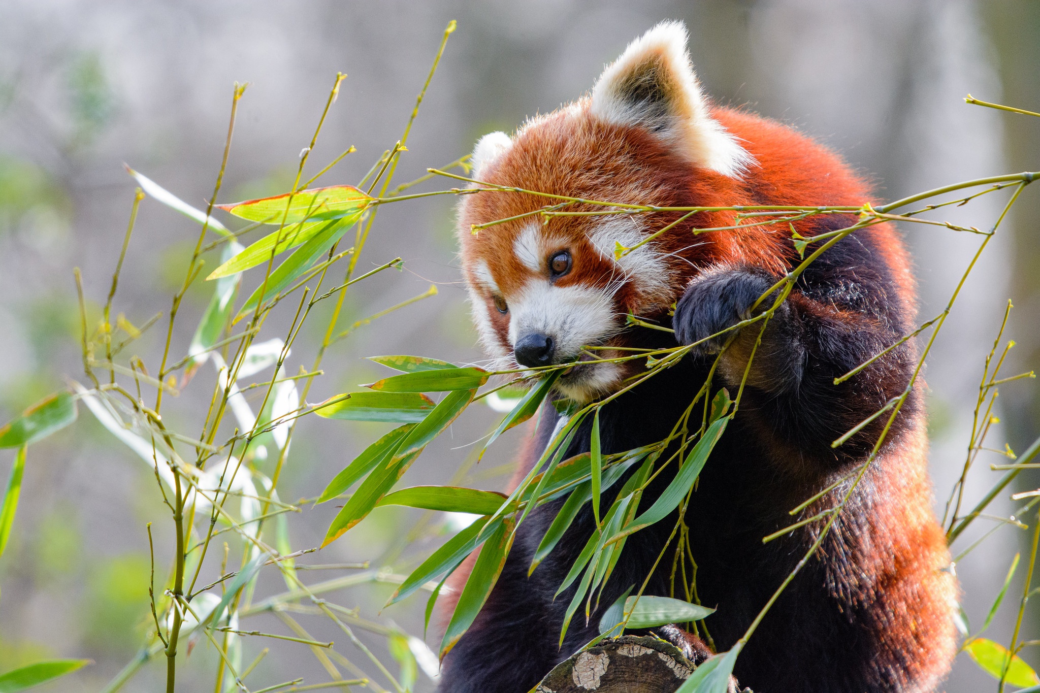 Red Panda HD Wallpaper