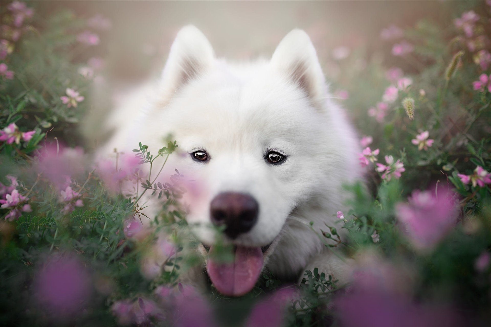 Download Stare Dog Animal Samoyed HD Wallpaper