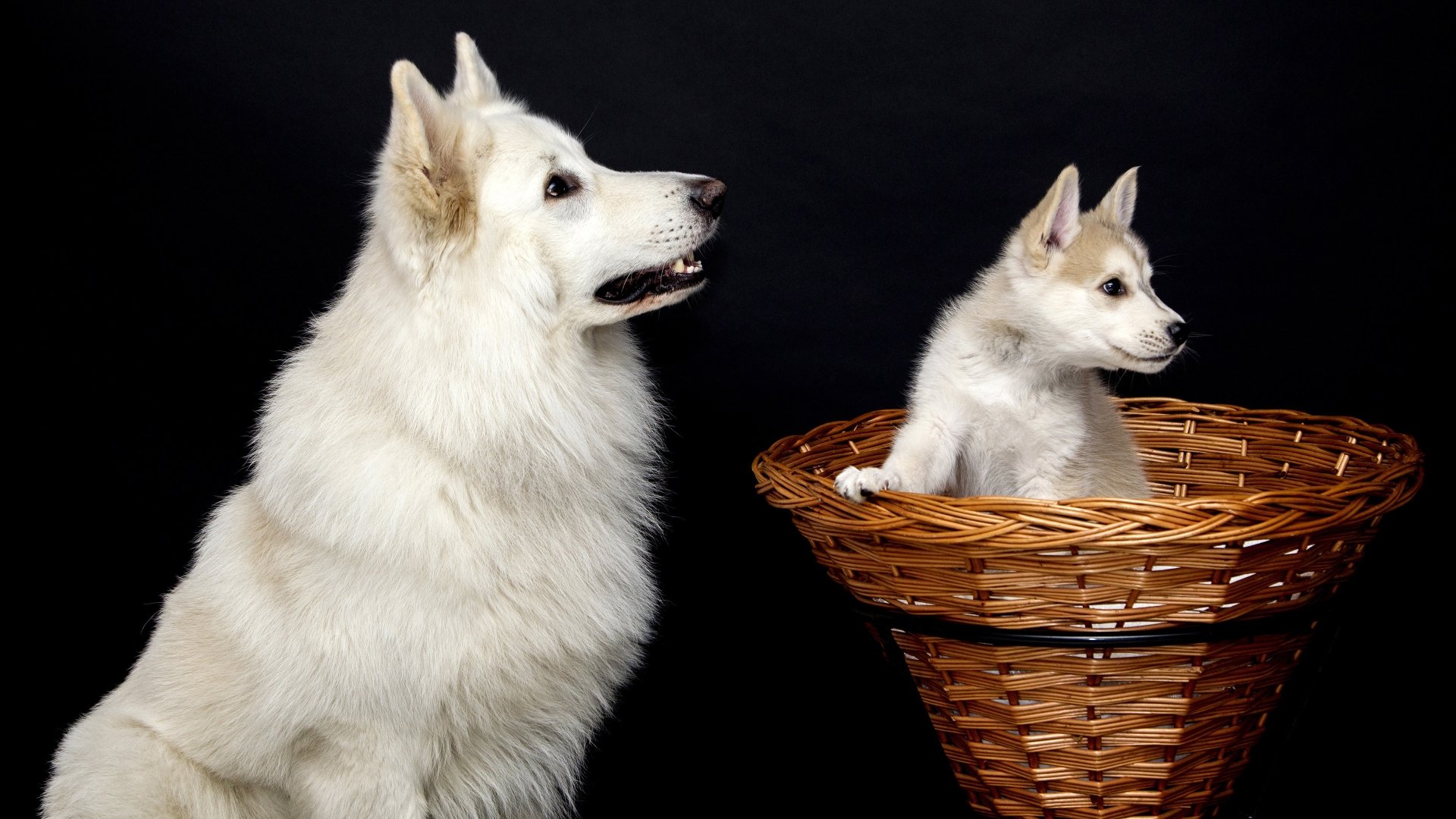 Download Baby Animal Puppy Dog Animal Swiss Shepherd 4k Ultra HD Wallpaper