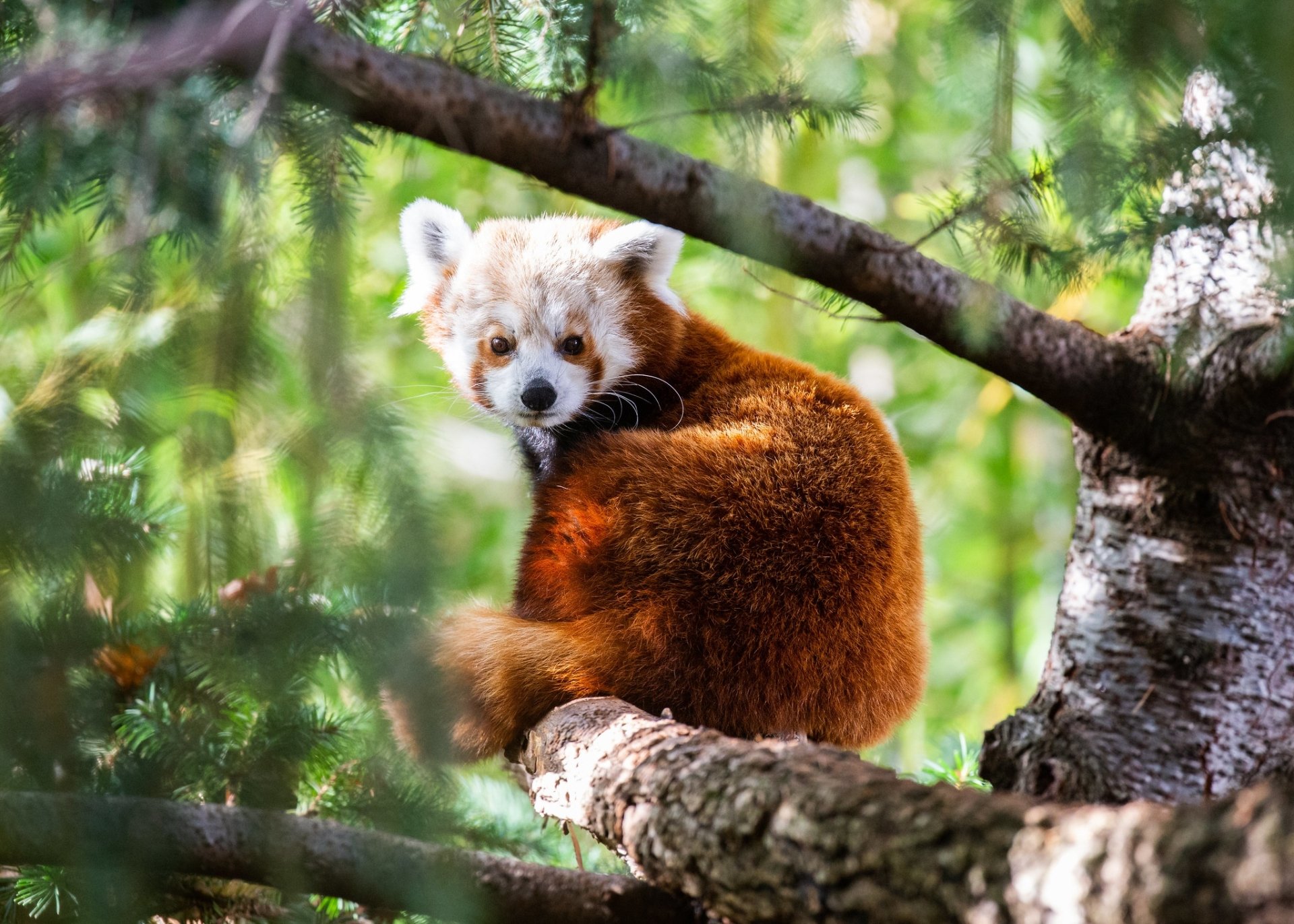 Red Panda HD Wallpaper