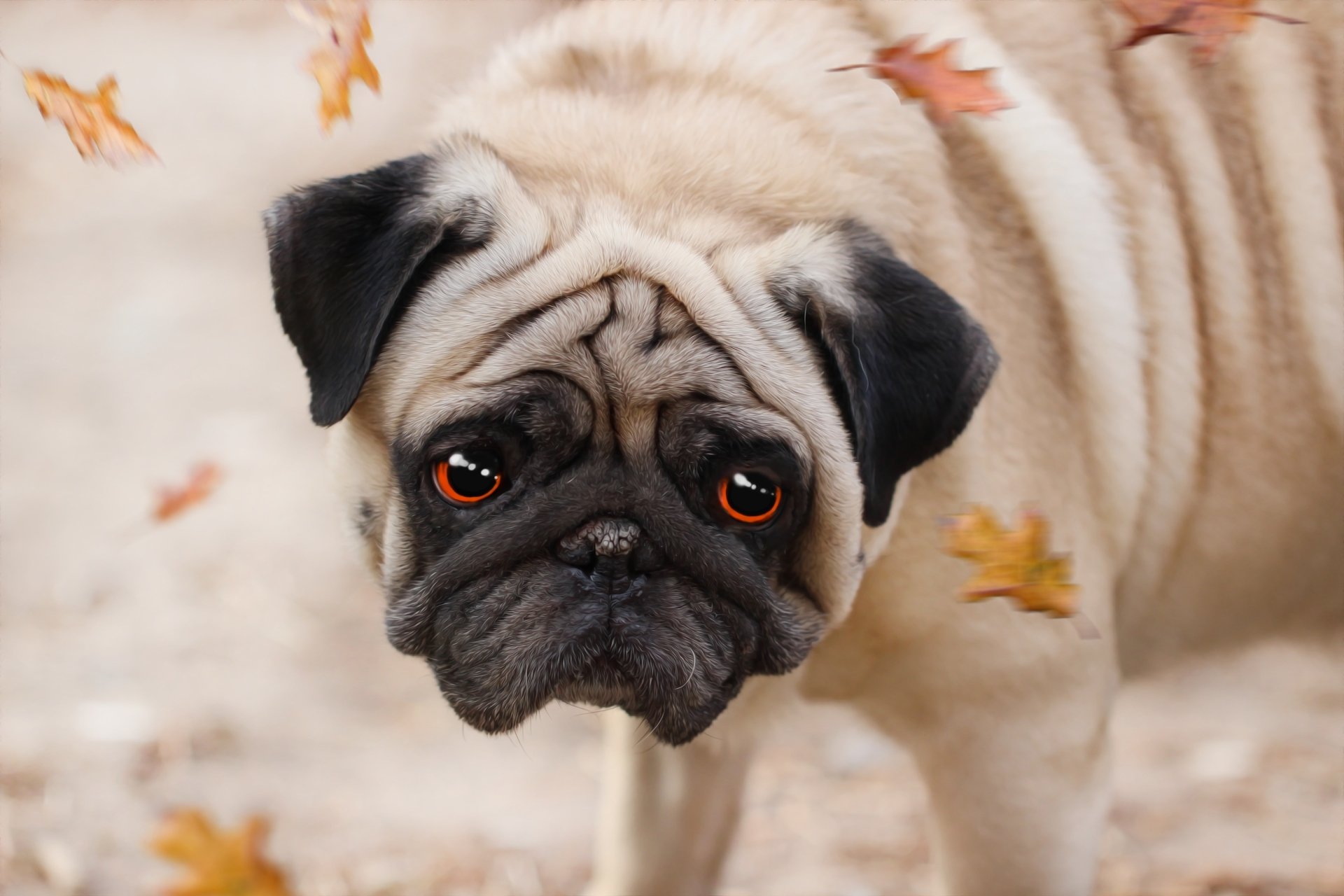 Animal Pug HD Wallpaper