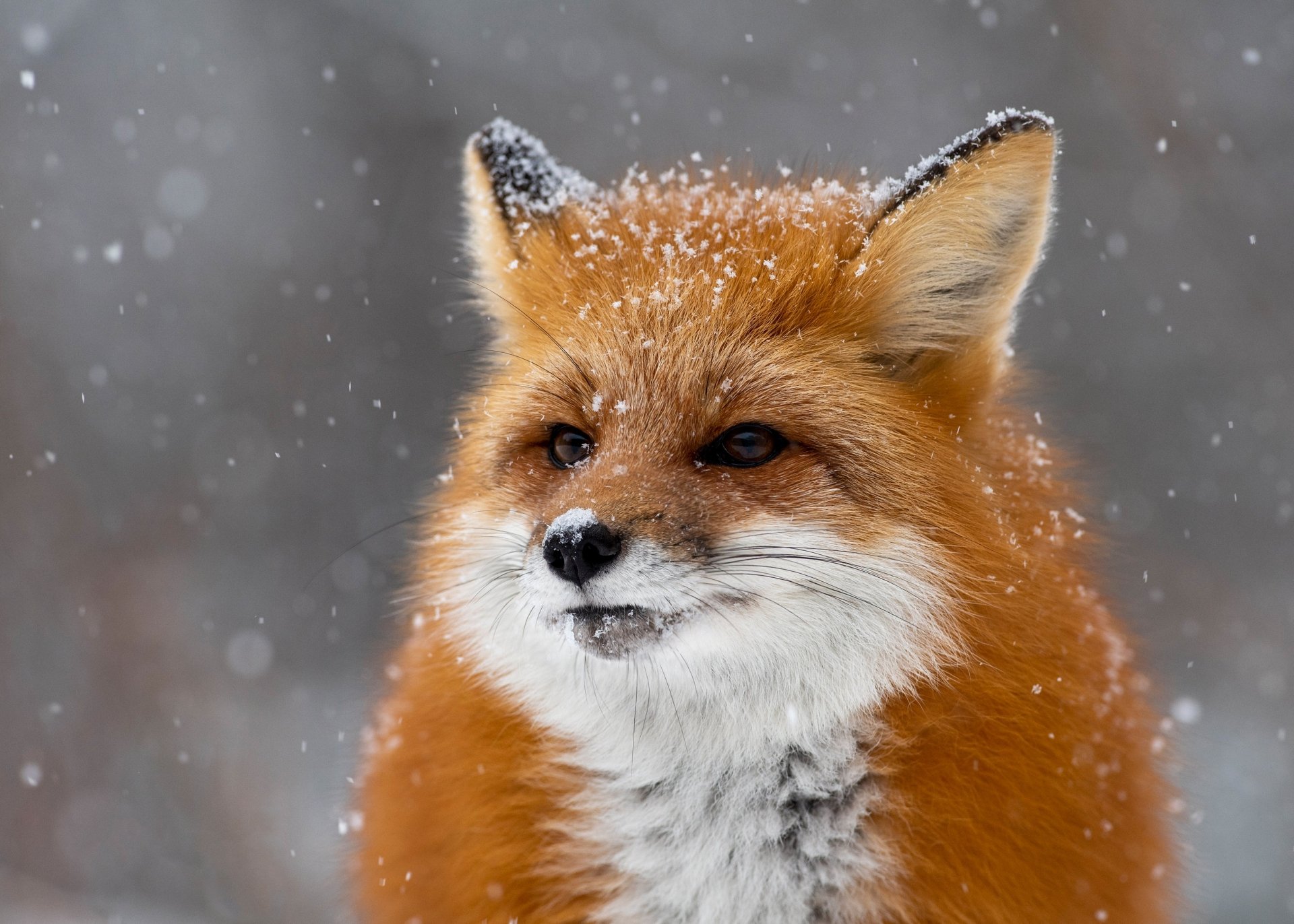 Download Close-up Snowfall Winter Animal Fox HD Wallpaper