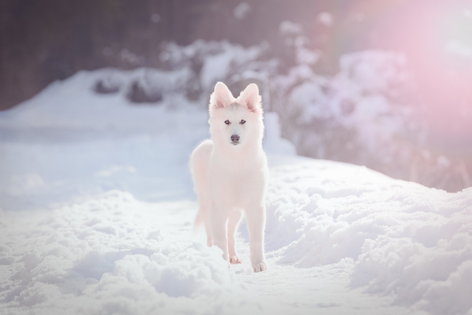 Download Puppy Depth Of Field Dog Snow Winter Animal Swiss Shepherd Winter Animals HD Wallpaper