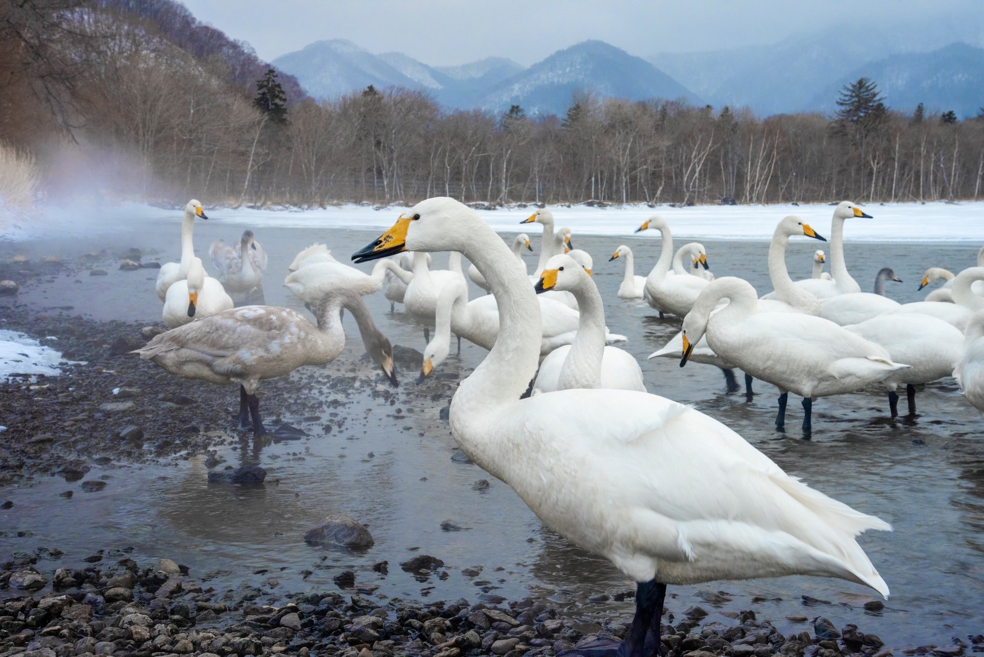 Download Bird Animal Swan 4k Ultra HD Wallpaper