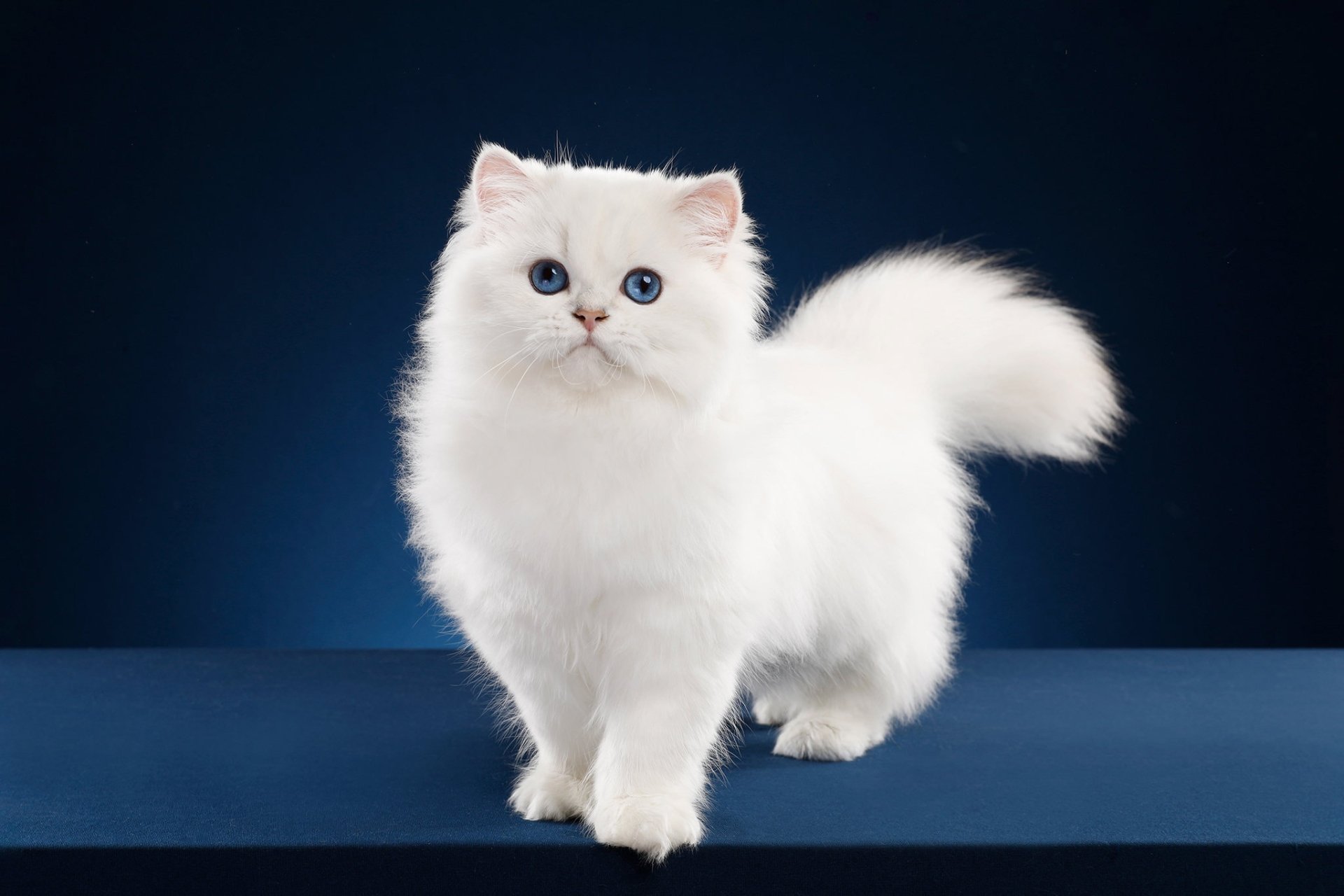 White fluffy cat HD Wallpaper Background Image 2048x1365 ID