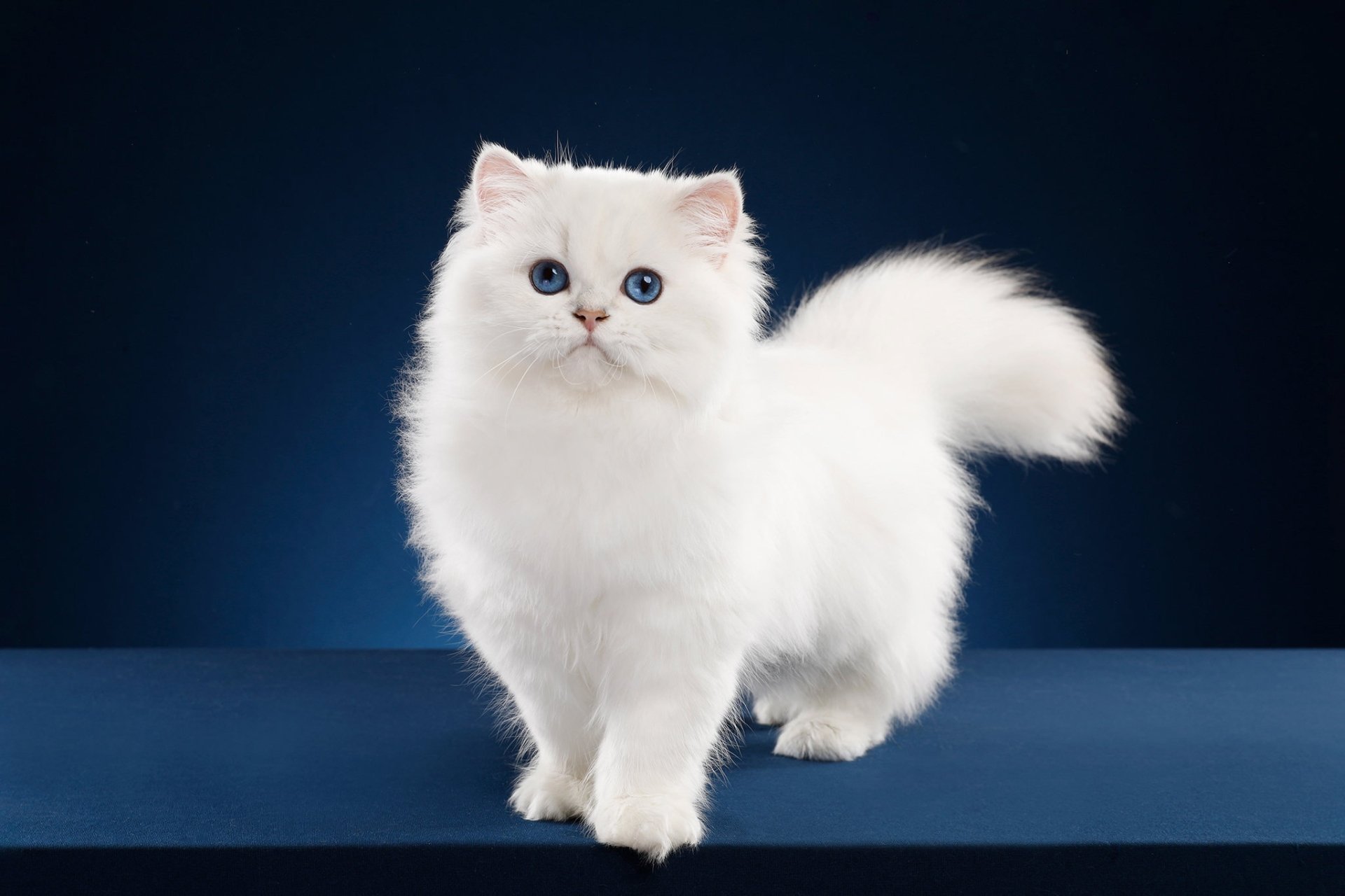 White Fluffy Cat Names Cat Meme Stock Pictures And Photos