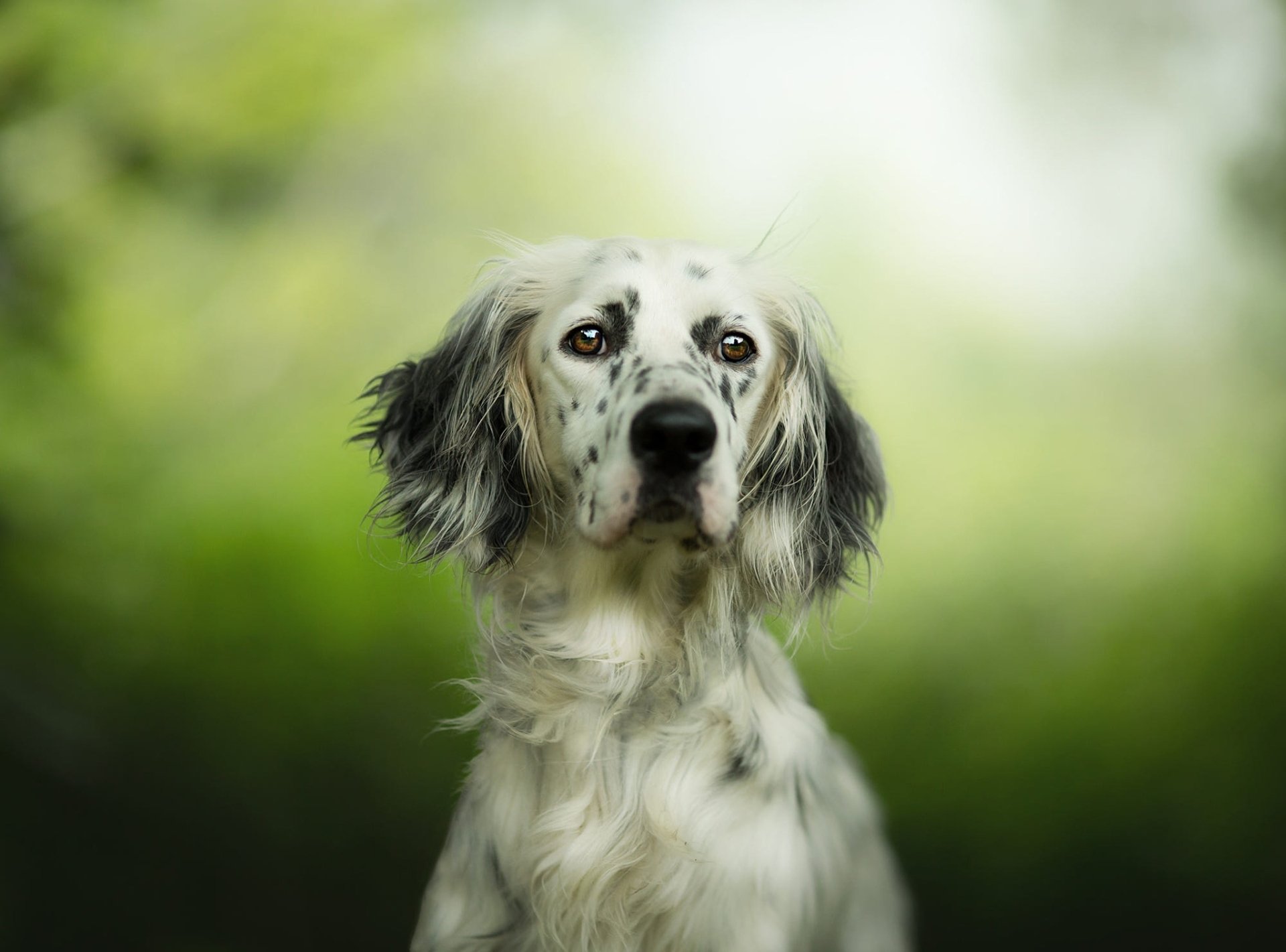 Download English Setter Animal Dog HD Wallpaper