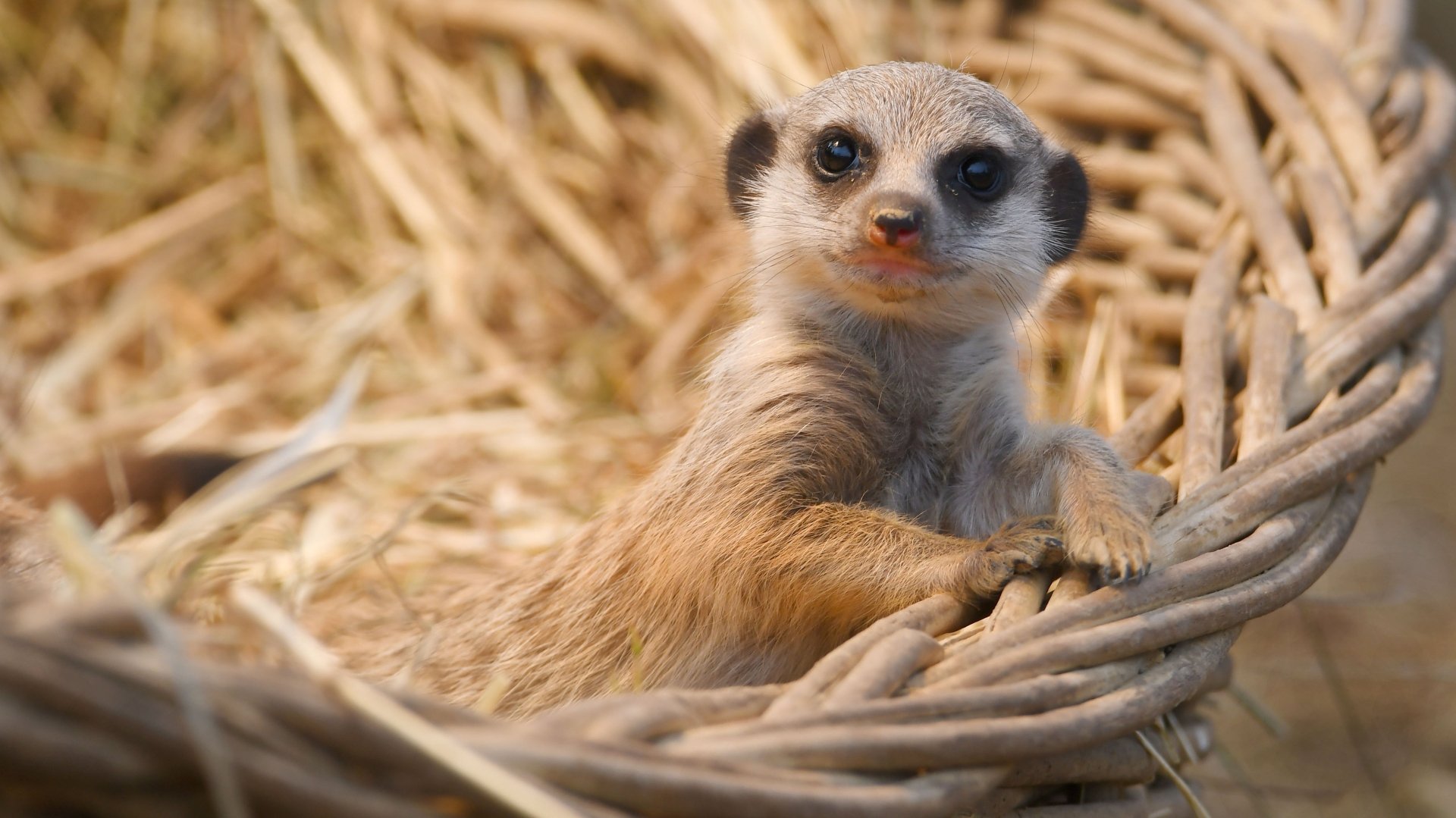 A close-up of a meerkat resting in a natural woven nest, captured in 4K Ultra HD for a sharp and vibrant PC desktop wallpaper background.