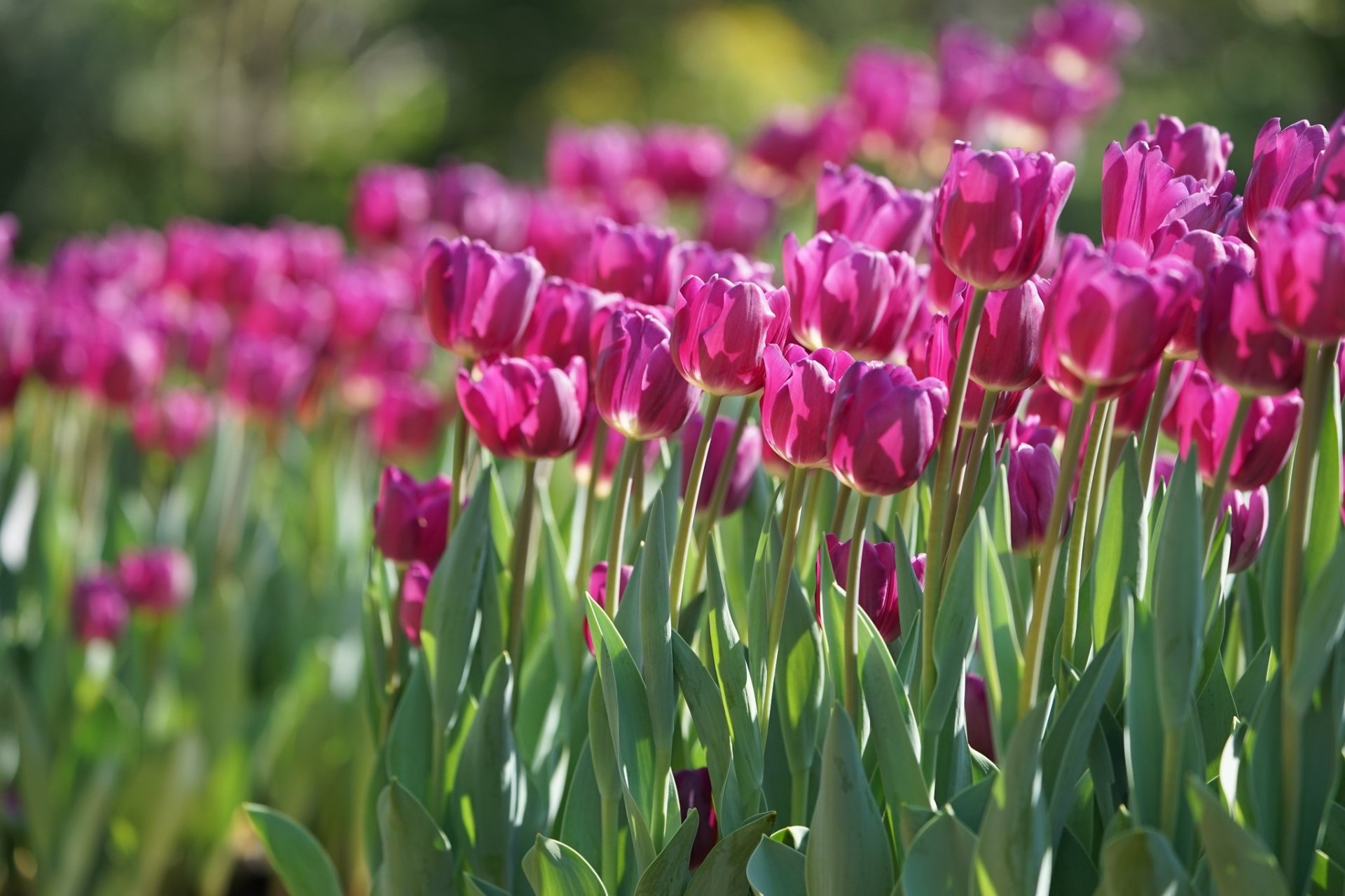 Download Close-up Pink Flower Flower Nature Tulip HD Wallpaper