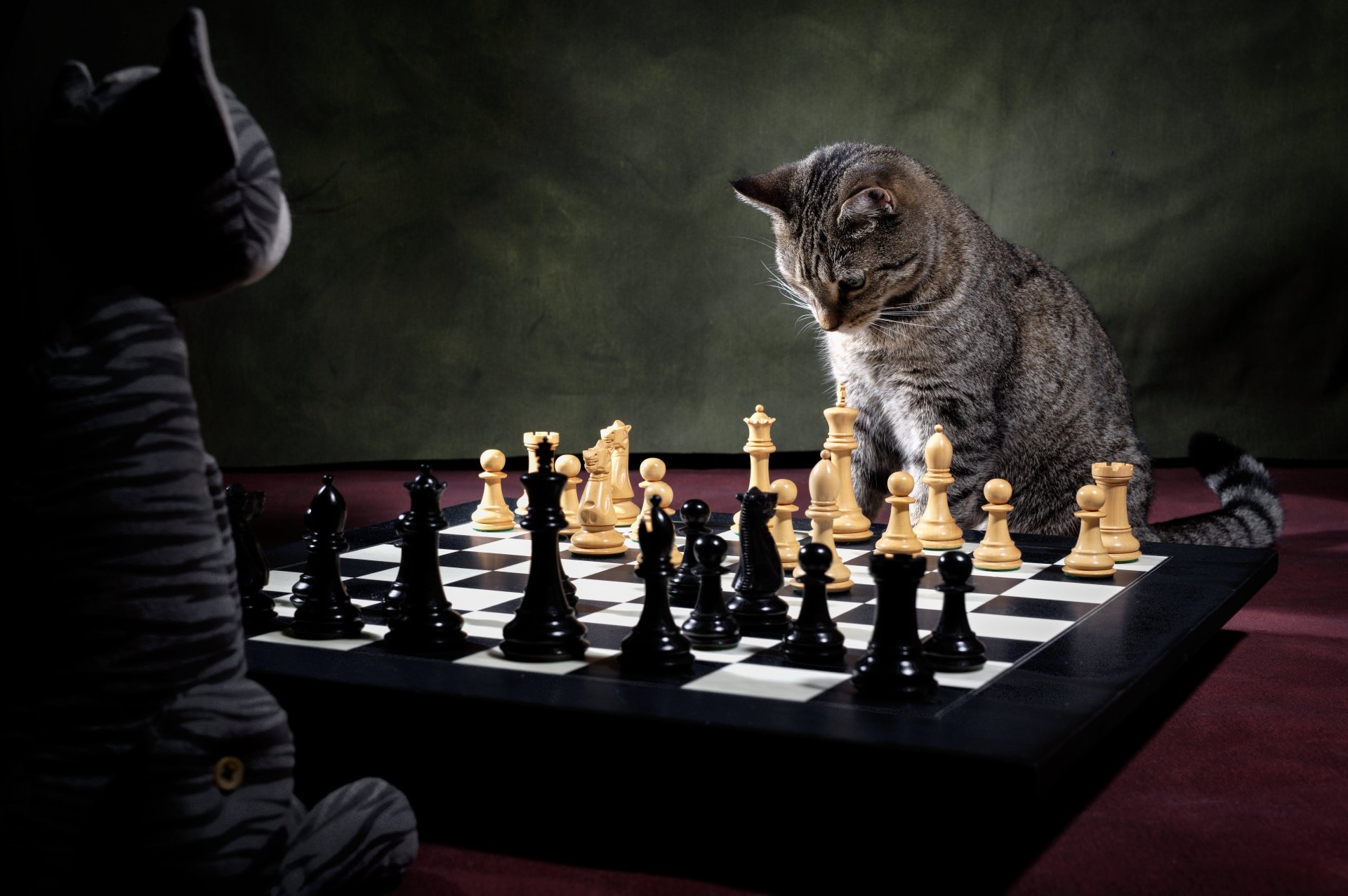 Download Chess Animal Cat 4k Ultra HD Wallpaper