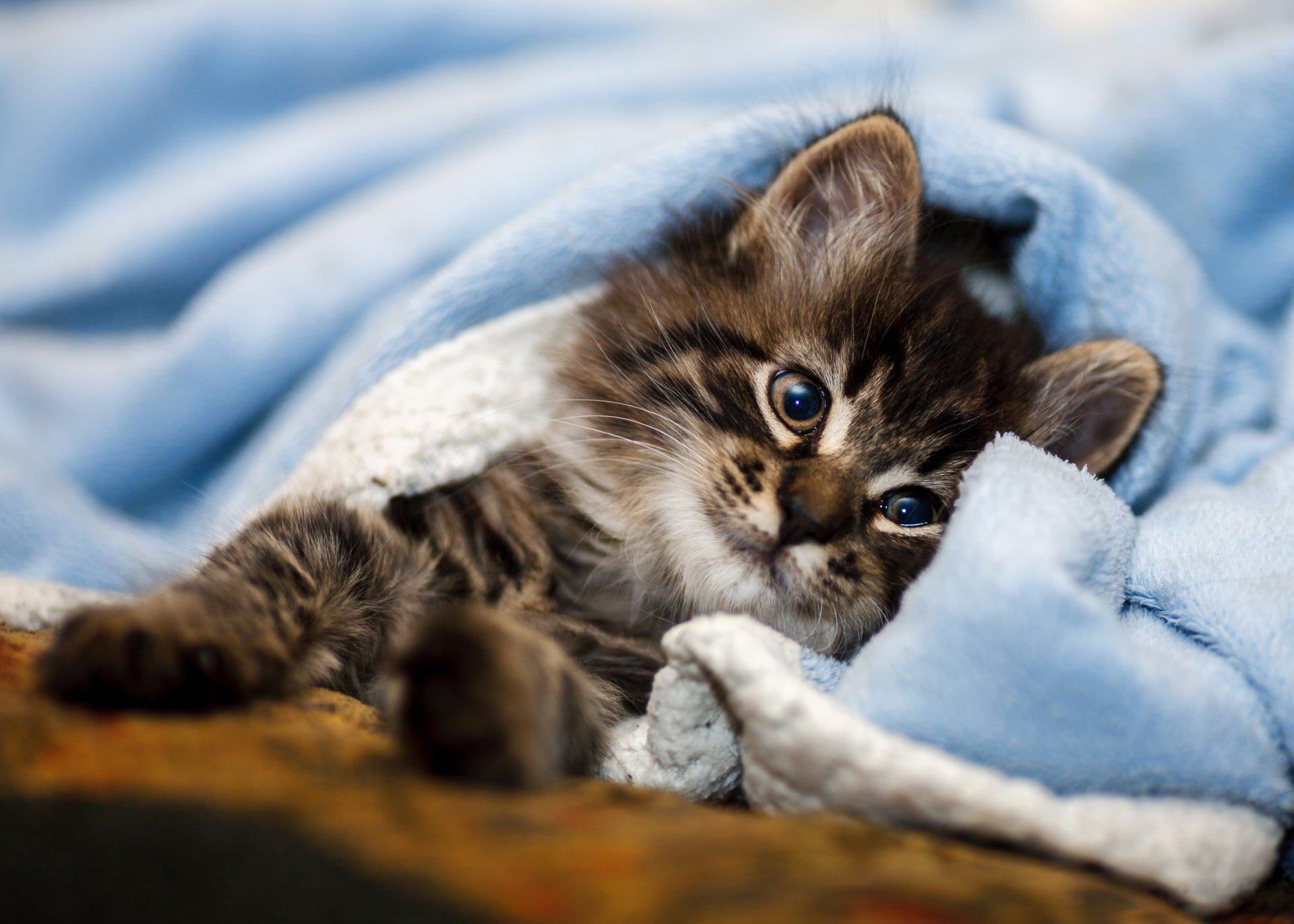 Download Baby Animal Kitten Animal Cat HD Wallpaper