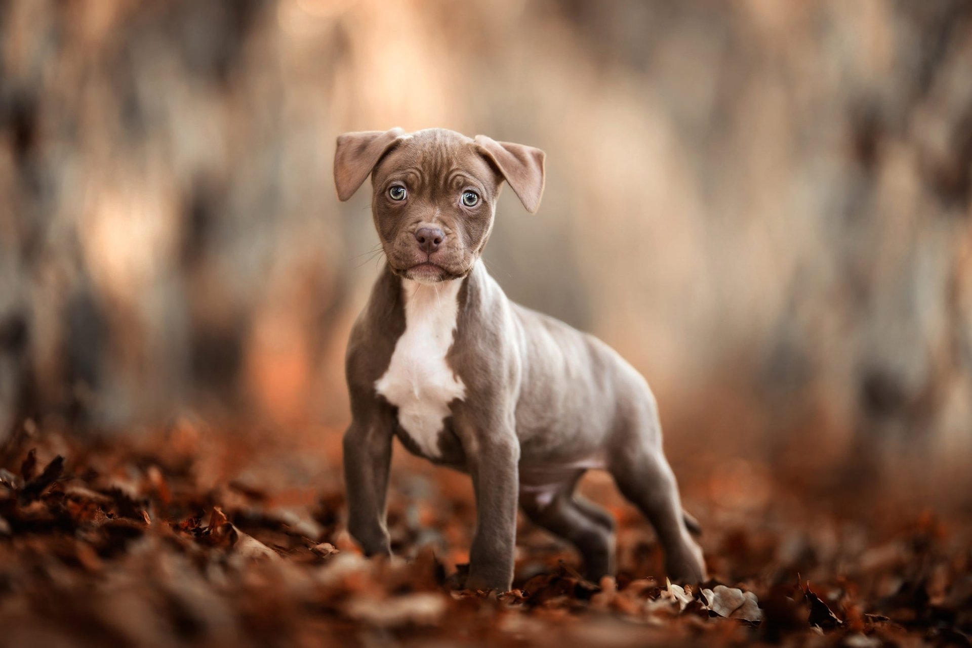 Download Depth Of Field Puppy Baby Animal Dog Animal American Pit Bull Terrier HD Wallpaper