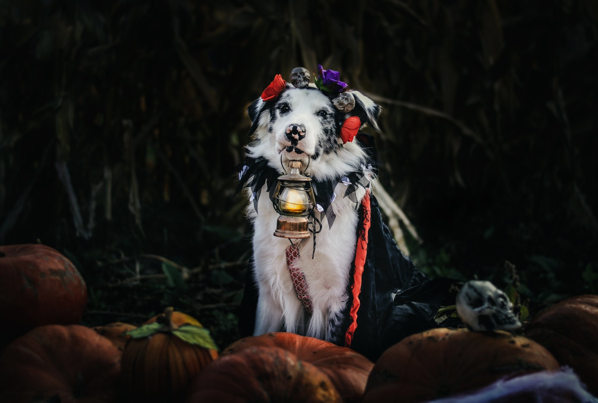 Download Lantern Dog Animal Australian Shepherd 4k Ultra HD Wallpaper