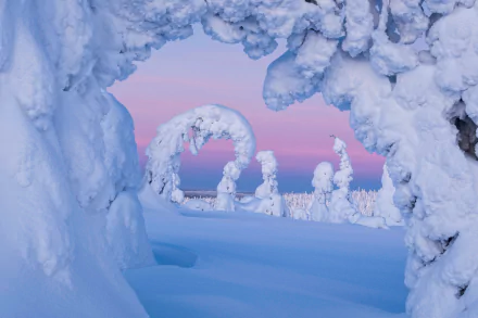 nature Finland tree snow winter HD Desktop Wallpaper | Background Image