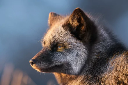 Close-up HD desktop wallpaper of a silver fox with soft fur, captured in natural light against a blurred blue background.