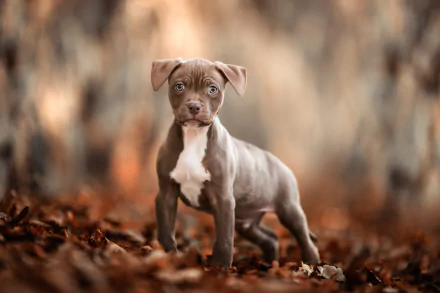 depth of field puppy baby animal dog Animal american pit bull terrier HD Desktop Wallpaper | Background Image