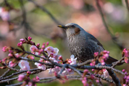 passerine blossom bird Animal starling HD Desktop Wallpaper | Background Image