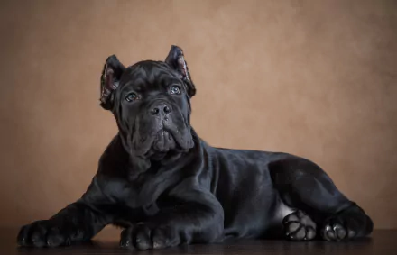 puppy baby animal dog Animal Cane Corso HD Desktop Wallpaper | Background Image