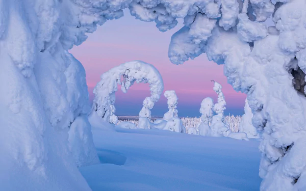 nature Finland tree snow winter HD Desktop Wallpaper | Background Image