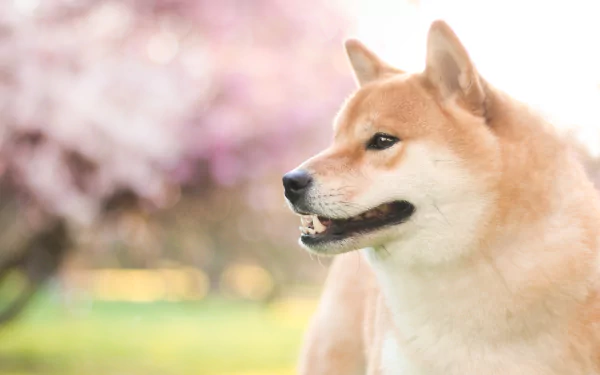 depth of field dog Animal shiba inu HD Desktop Wallpaper | Background Image