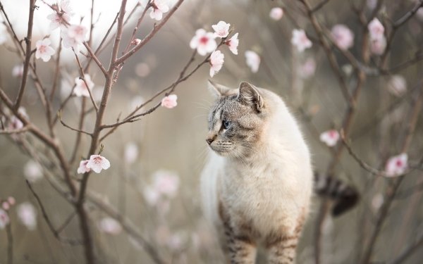 Animal Cat Cats Depth Of Field Flower Blossom HD Wallpaper | Background Image