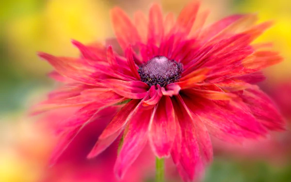 pink flower macro flower nature echinacea HD Desktop Wallpaper | Background Image