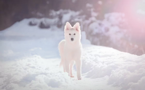puppy depth of field dog snow winter Animal swiss shepherd winter animals HD Desktop Wallpaper | Background Image