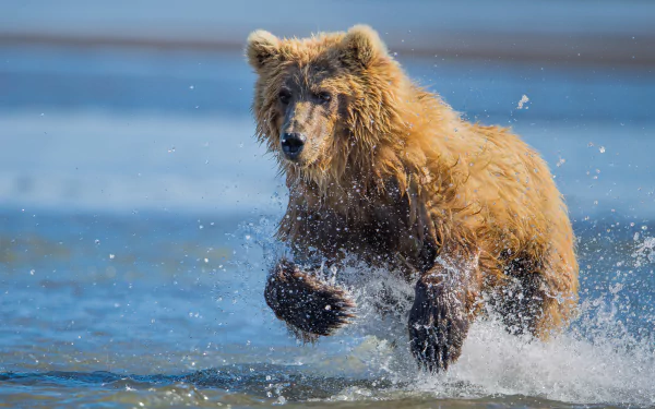 splash Animal bear HD Desktop Wallpaper | Background Image