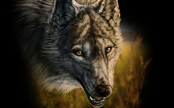 Animal Wolf Wolves Face HD Wallpaper | Background Image