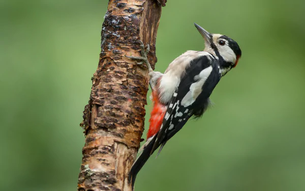 bird Animal woodpecker HD Desktop Wallpaper | Background Image