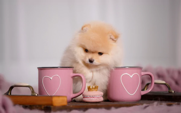 baby animal puppy cup Animal Pomeranian HD Desktop Wallpaper | Background Image