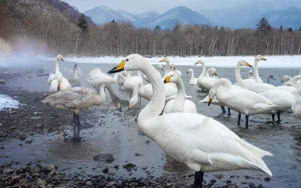 bird Animal swan HD Desktop Wallpaper | Background Image