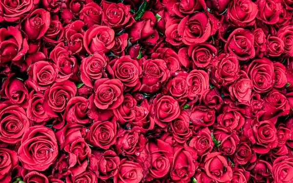 Dark Red Roses HD Wallpaper | Background Image | 2560x1440 | ID:1078261 ...