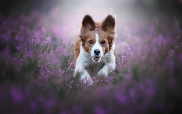 flower heather baby animal dog Animal puppy HD Desktop Wallpaper | Background Image