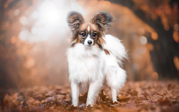  Papillon standing on leaves