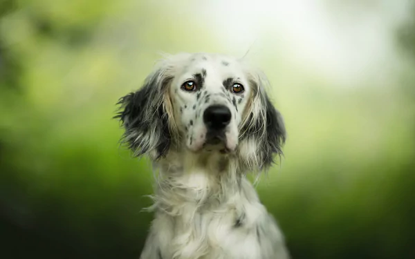 english setter Animal dog HD Desktop Wallpaper | Background Image