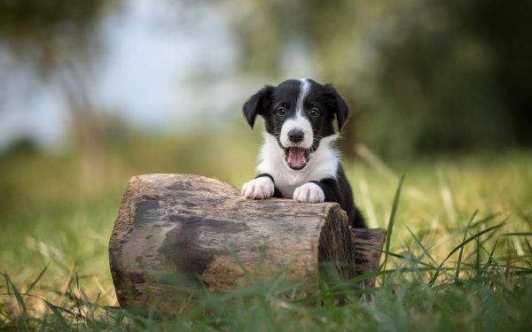 Animal Border Collie Dogs Dog Baby Animal Puppy HD Wallpaper | Background Image
