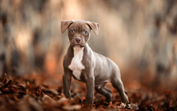 depth of field puppy baby animal dog Animal american pit bull terrier HD Desktop Wallpaper | Background Image